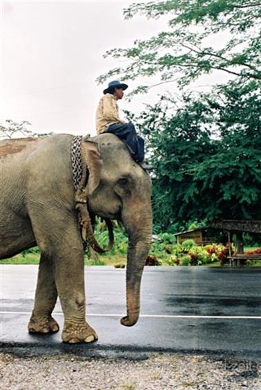 11 Thailand 2002 F1060034 Khao Lak Ausflug Khao Sok_478